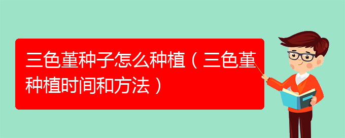 三色堇种子怎么种植（三色堇种植时间和方法）