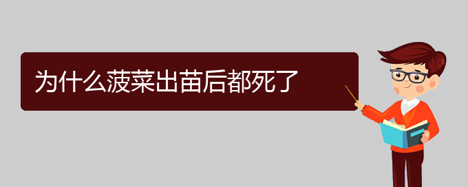 为什么菠菜出苗后都死了