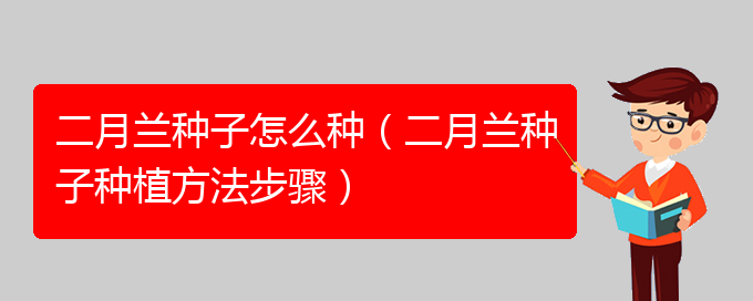 二月兰种子怎么种（二月兰种子种植方法步骤）