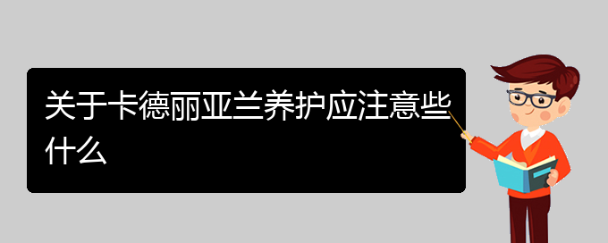 关于卡德丽亚兰养护应注意些什么