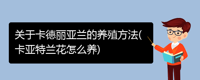 关于卡德丽亚兰的养殖方法(卡亚特兰花怎么养)