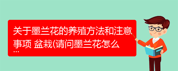 关于墨兰花的养殖方法和注意事项 盆栽(请问墨兰花怎么养)