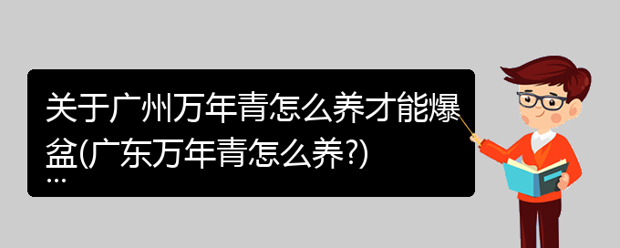 关于广州万年青怎么养才能爆盆(广东万年青怎么养?)