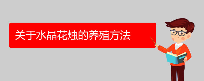 关于水晶花烛的养殖方法