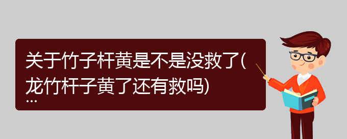 关于竹子杆黄是不是没救了(龙竹杆子黄了还有救吗)