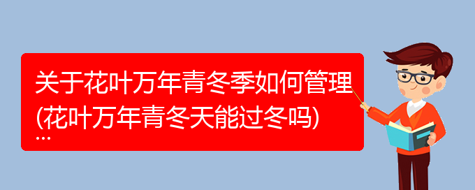 关于花叶万年青冬季如何管理(花叶万年青冬天能过冬吗)