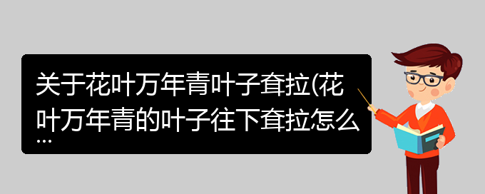 关于花叶万年青叶子耷拉(花叶万年青的叶子往下耷拉怎么办)