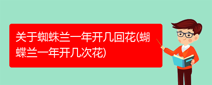 关于蜘蛛兰一年开几回花(蝴蝶兰一年开几次花)