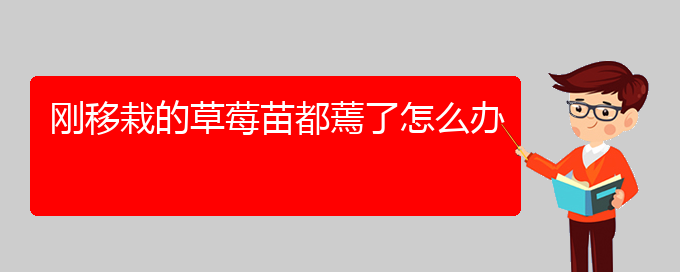 刚移栽的草莓苗都蔫了怎么办