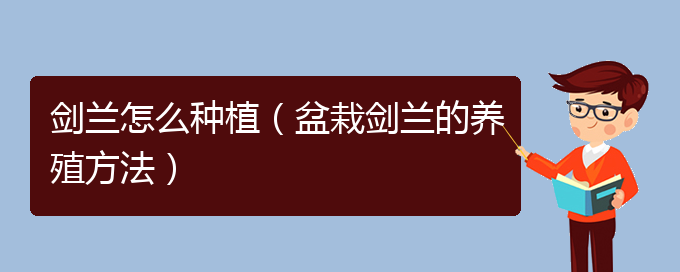 剑兰怎么种植（盆栽剑兰的养殖方法）