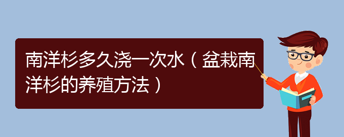 南洋杉多久浇一次水（盆栽南洋杉的养殖方法）