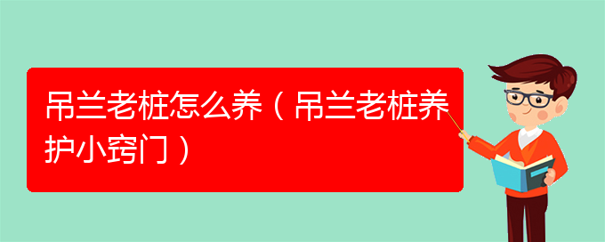 吊兰老桩怎么养（吊兰老桩养护小窍门）