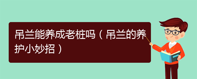 吊兰能养成老桩吗（吊兰的养护小妙招）