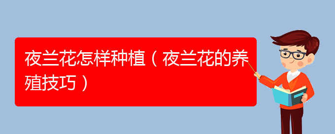 夜兰花怎样种植（夜兰花的养殖技巧）