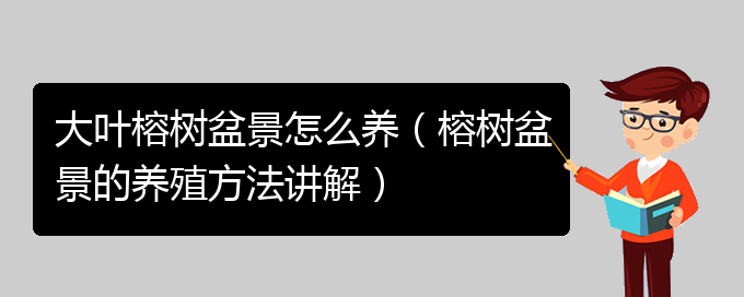 大叶榕树盆景怎么养（榕树盆景的养殖方法讲解）