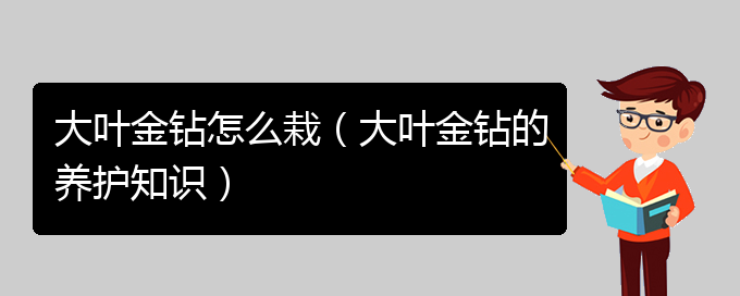 大叶金钻怎么栽（大叶金钻的养护知识）