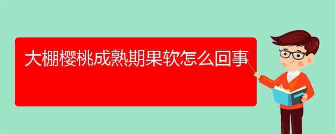 大棚樱桃成熟期果软怎么回事