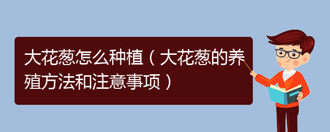 大花葱怎么种植（大花葱的养殖方法和注意事项）