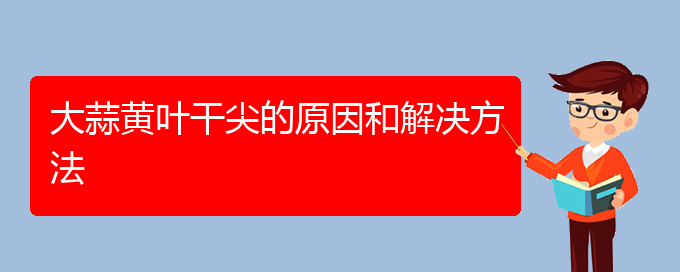 大蒜黄叶干尖的原因和解决方法