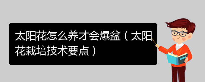 太阳花怎么养才会爆盆（太阳花栽培技术要点）