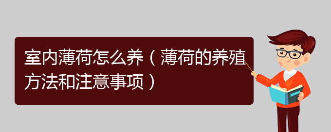 室内薄荷怎么养（薄荷的养殖方法和注意事项）