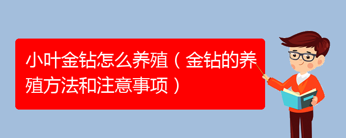 小叶金钻怎么养殖（金钻的养殖方法和注意事项）