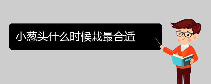 小葱头什么时候栽最合适