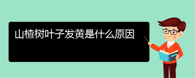 山楂树叶子发黄是什么原因