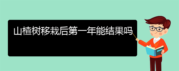 山楂树移栽后第一年能结果吗