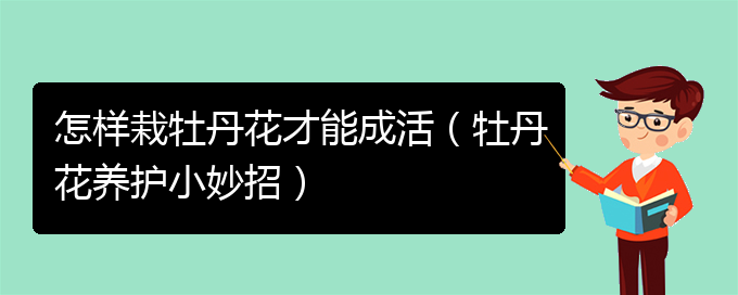 怎样栽牡丹花才能成活（牡丹花养护小妙招）