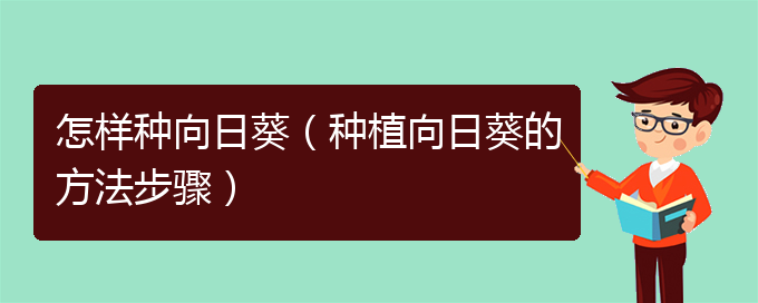 怎样种向日葵（种植向日葵的方法步骤）