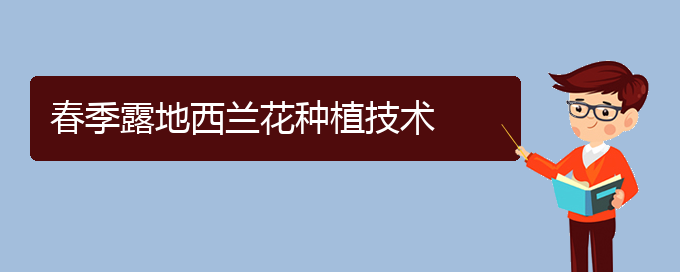 春季露地西兰花种植技术