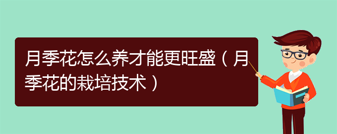 月季花怎么养才能更旺盛（月季花的栽培技术）