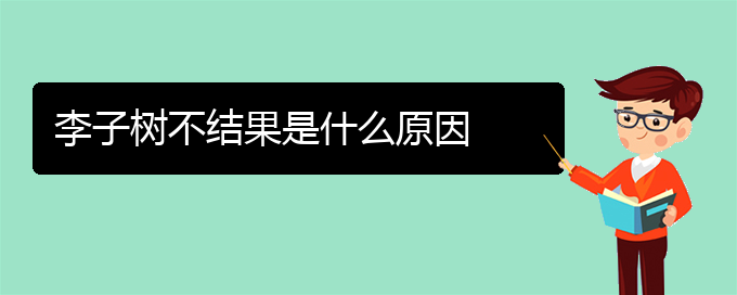 李子树不结果是什么原因