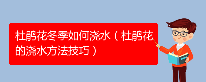 杜鹃花冬季如何浇水（杜鹃花的浇水方法技巧）