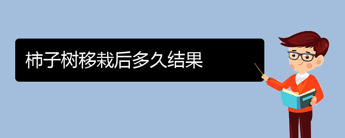 柿子树移栽后多久结果