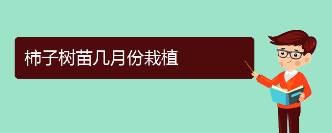 柿子树苗几月份栽植