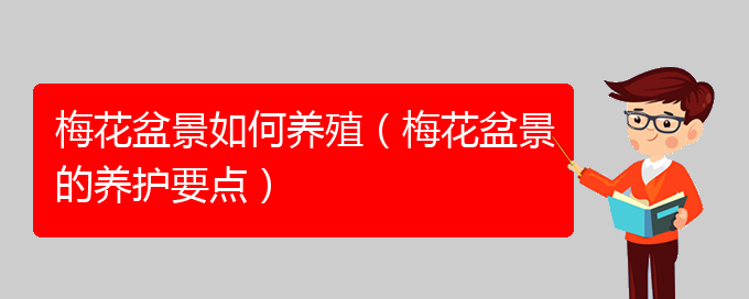 梅花盆景如何养殖（梅花盆景的养护要点）