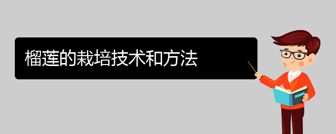 榴莲的栽培技术和方法