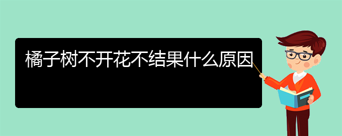 橘子树不开花不结果什么原因