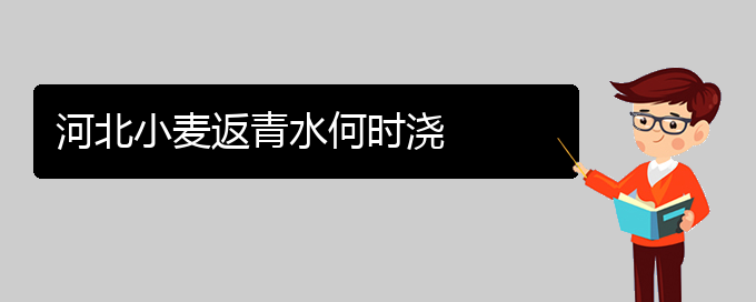 河北小麦返青水何时浇