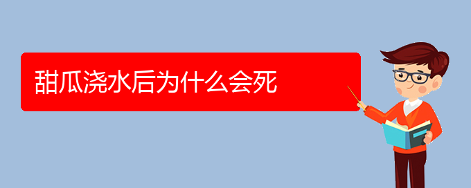 甜瓜浇水后为什么会死