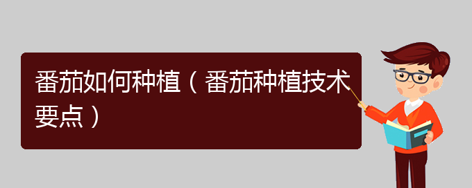 番茄如何种植（番茄种植技术要点）