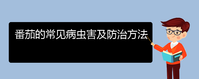 番茄的常见病虫害及防治方法