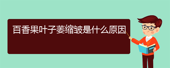 百香果叶子萎缩皱是什么原因