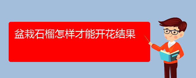 盆栽石榴怎样才能开花结果