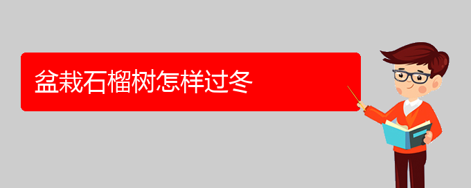 盆栽石榴树怎样过冬