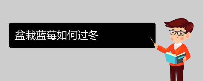 盆栽蓝莓如何过冬