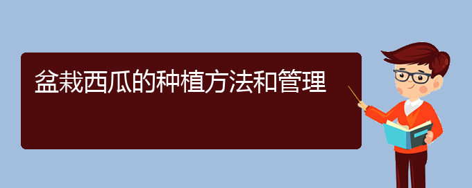 盆栽西瓜的种植方法和管理