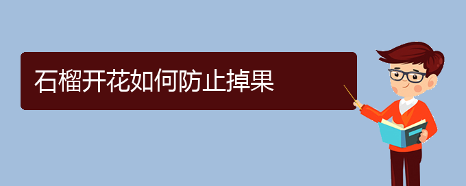 石榴开花如何防止掉果